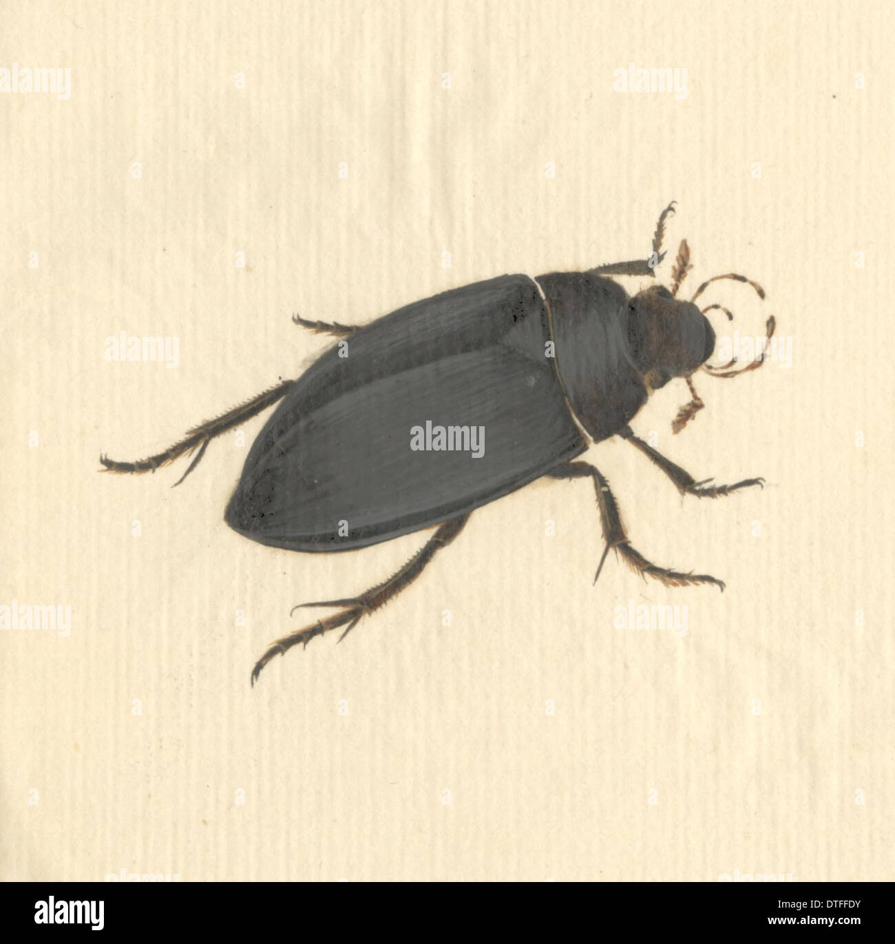 Hydrophilus Piceus, große silberne Wasserkäfer Stockfoto