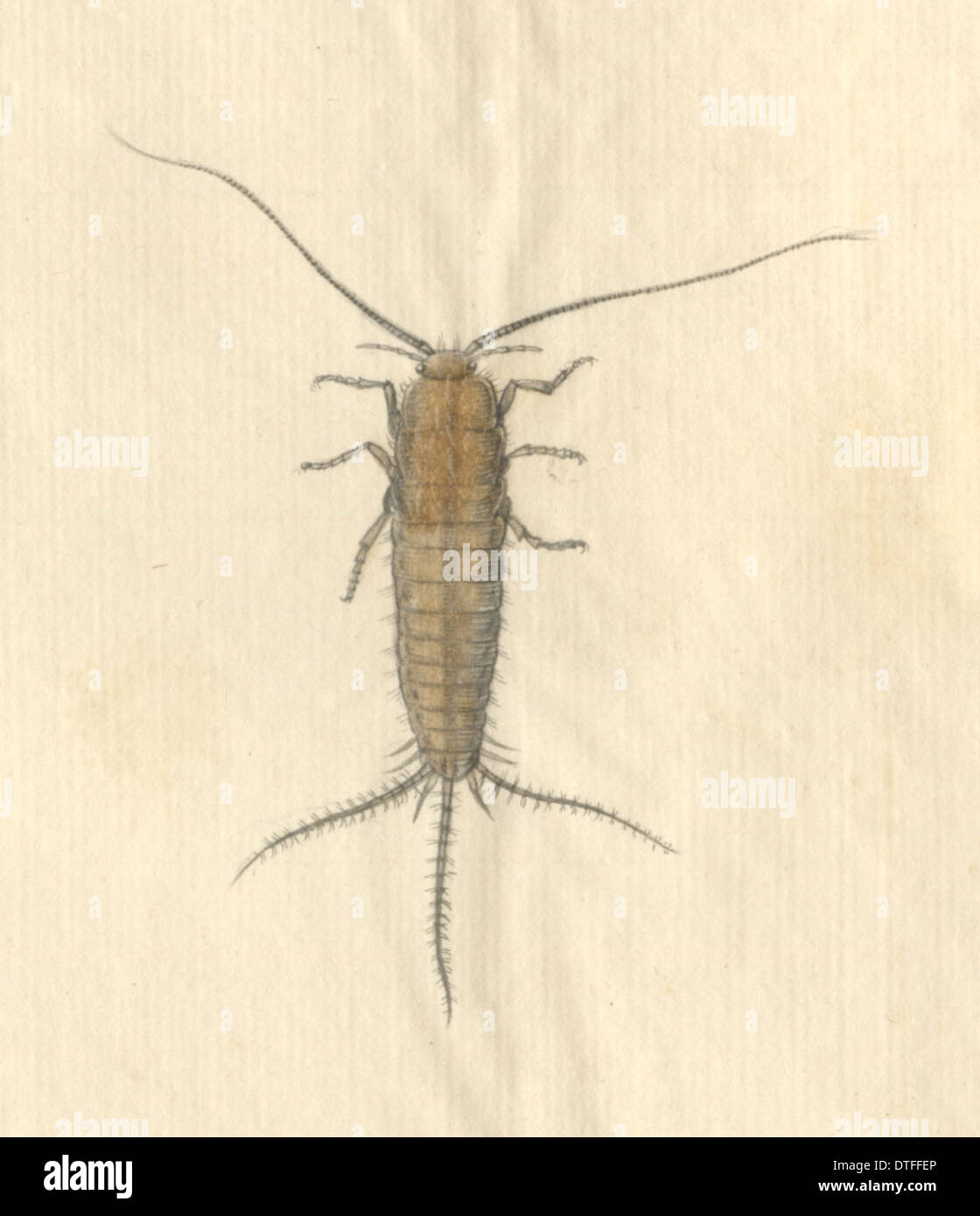 Englische Insekten Illustration von James Barbut Stockfoto