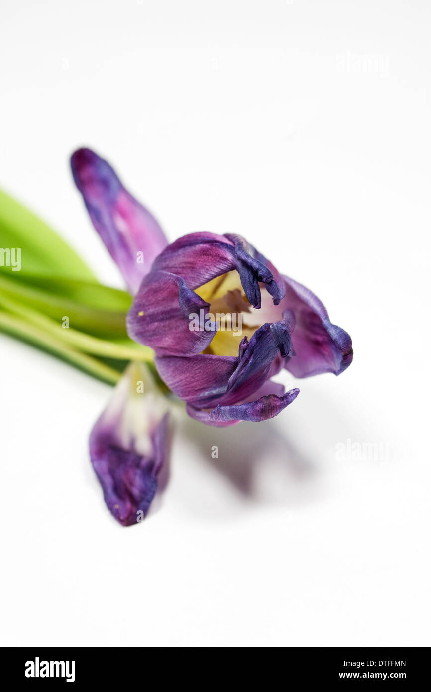 Sterbende Tulpe Blume. Stockfoto