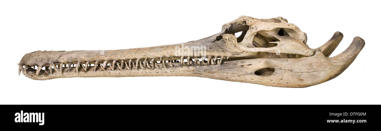 Seitenansicht eines Schädels Gharial Stockfoto