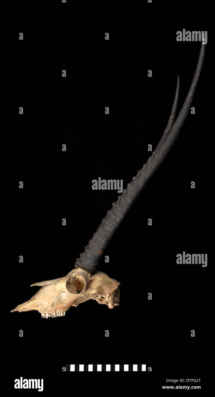 Pantholops hodgsonii -Fotos und -Bildmaterial in hoher Auflösung – Alamy