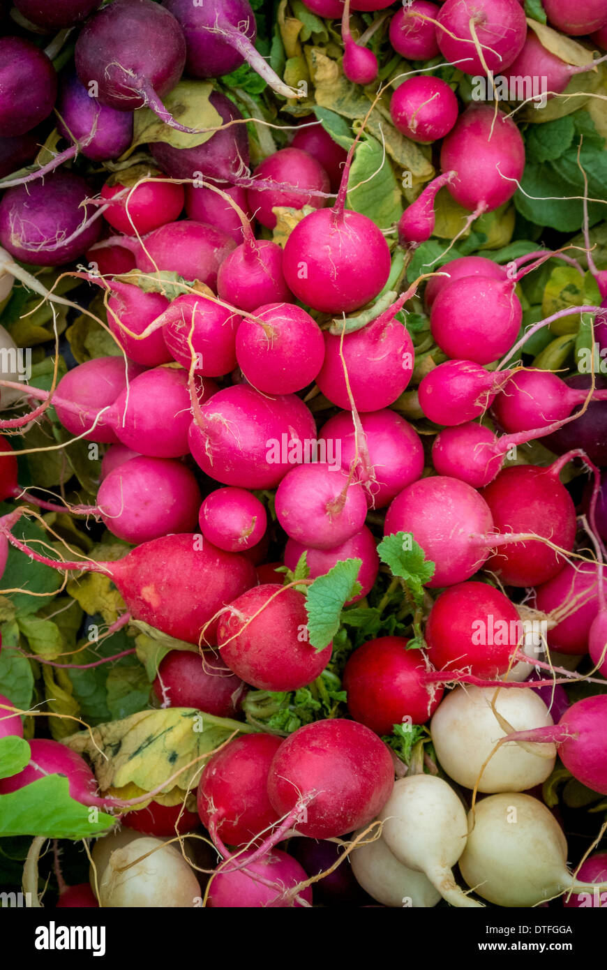 Rosa, lila, rote und weiße Radieschen. Stockfoto