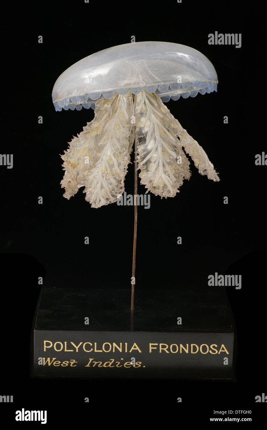 Polyclonia Frondosa, Quallen-Modell Stockfoto
