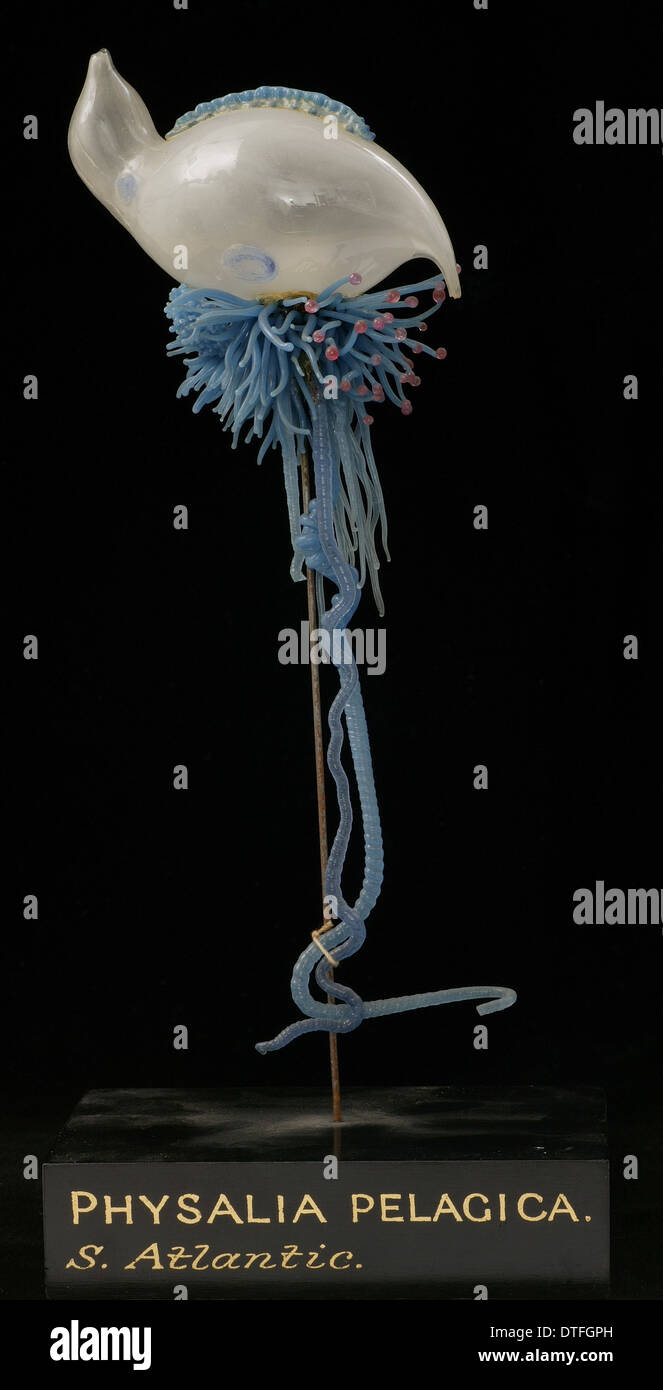 Physalia Pelagica, Quallen-Modell Stockfoto