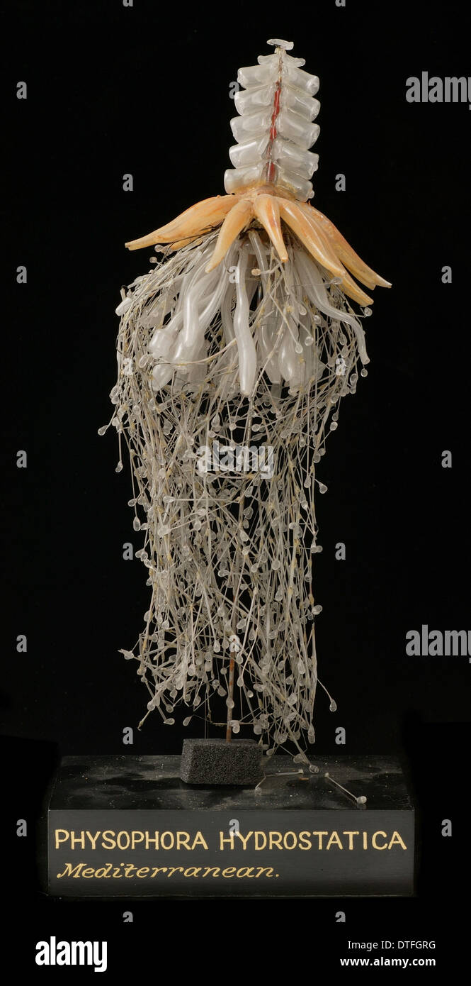 Physophora Hydrostatica, Quallen-Modell Stockfoto