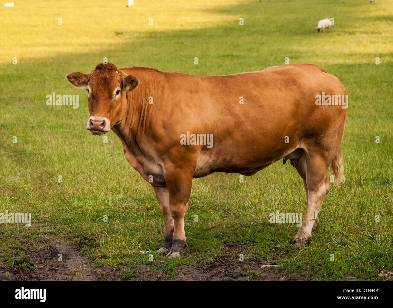 Limousin-Rinder / Kuh / Stier Stockfoto