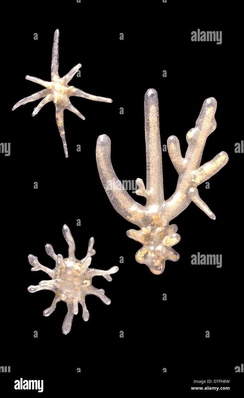 Chaos Diffluens Stockfotos und -bilder Kaufen - Alamy