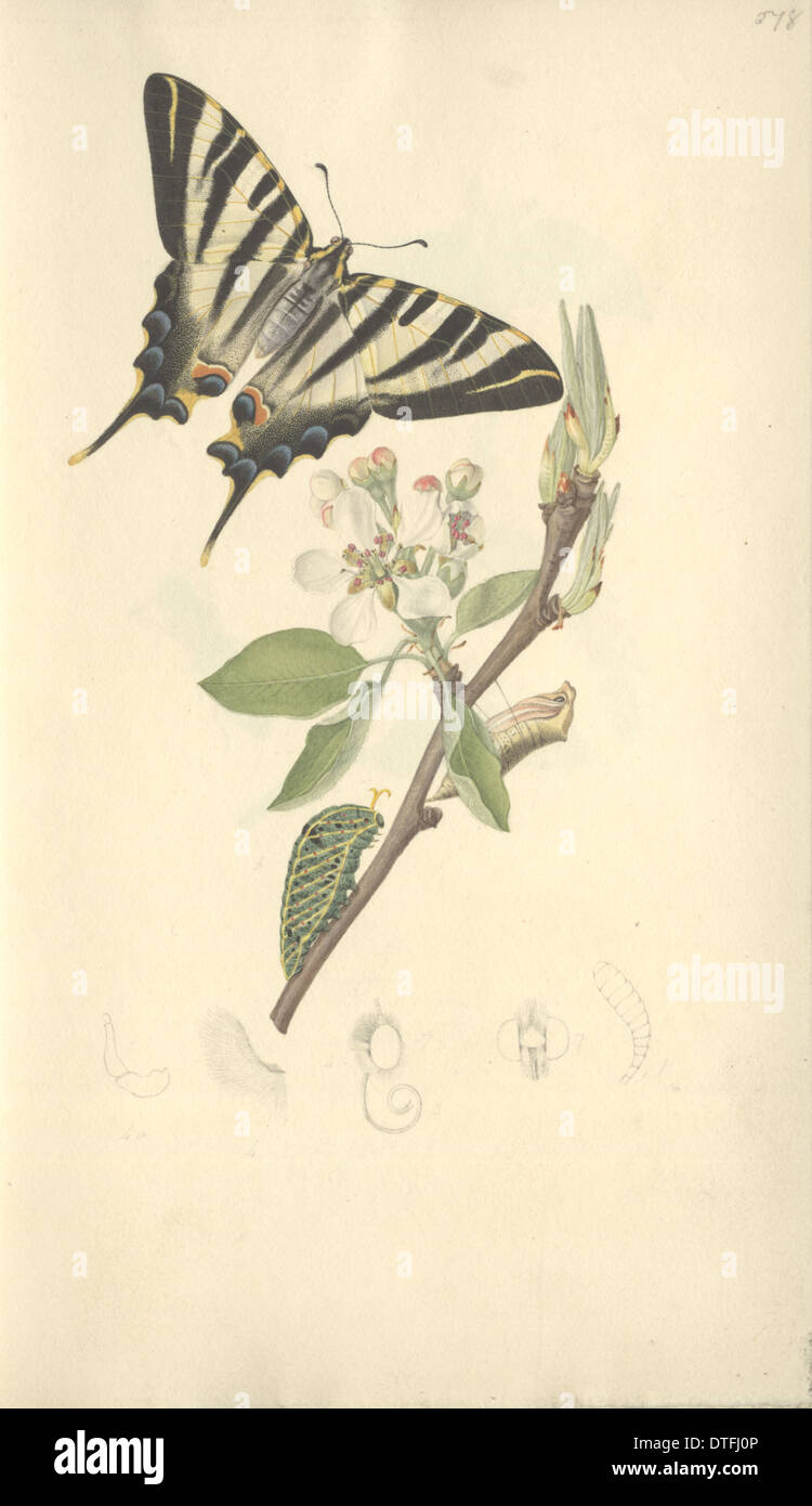 Knappen Schwalbenschwanz von John Curtis (1791-1862) Stockfoto