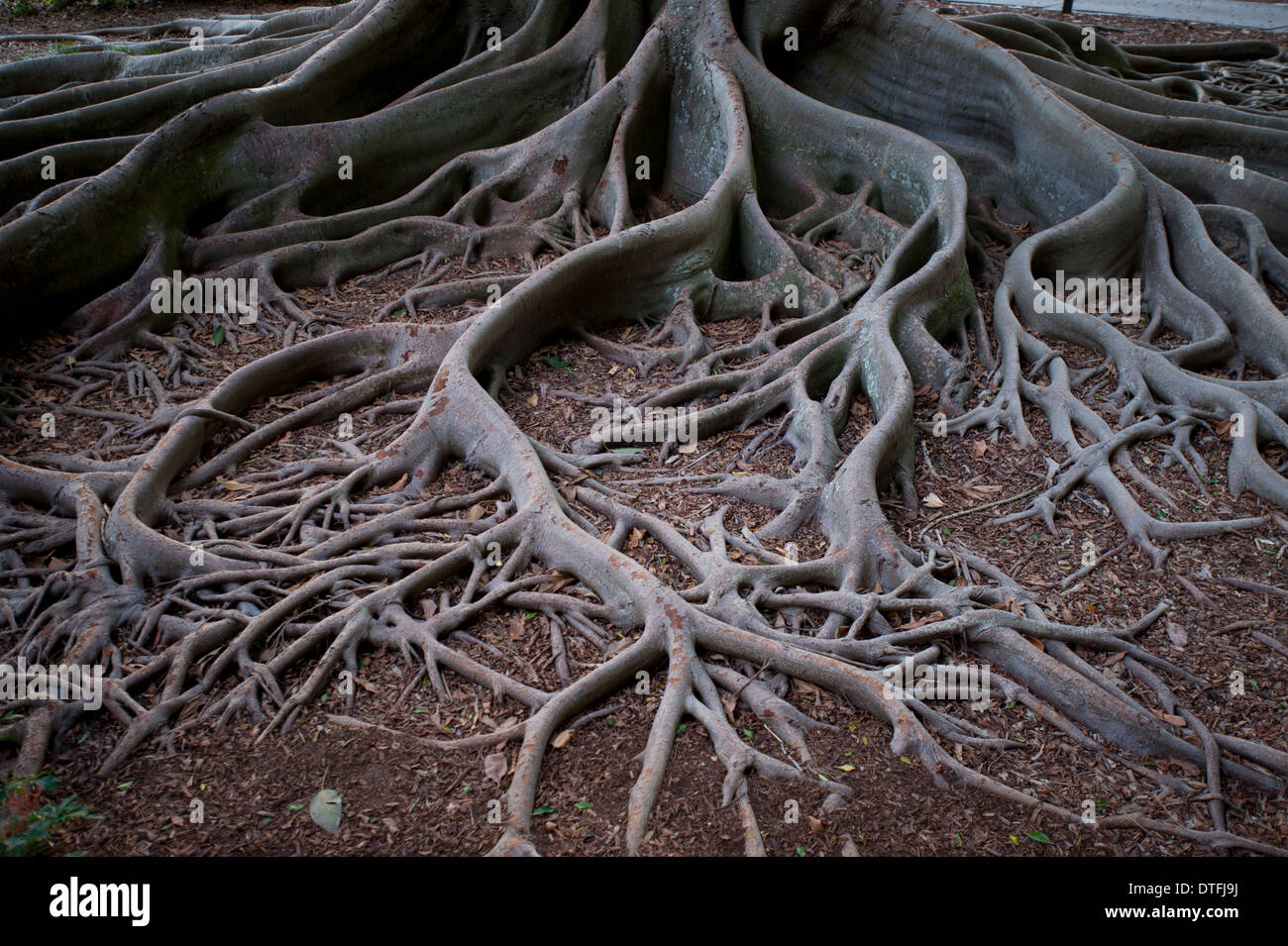 USA Florida Sarasota FL Marie Selby Botanical Gardens - Ficus Baum Wurzeln Stockfoto