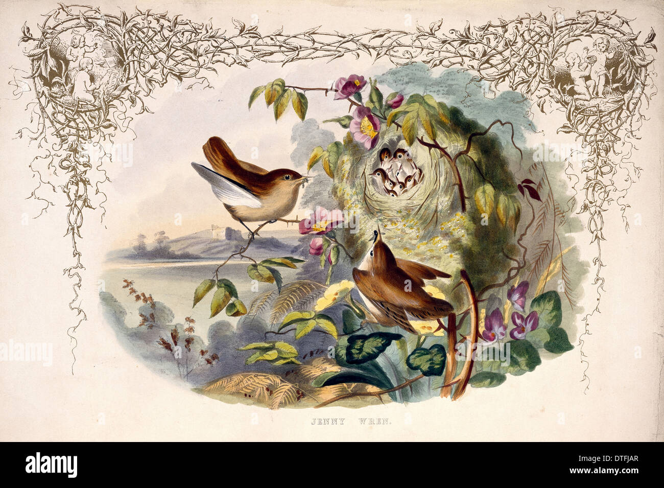 Troglodytes Troglodytes, Zaunkönig Stockfoto