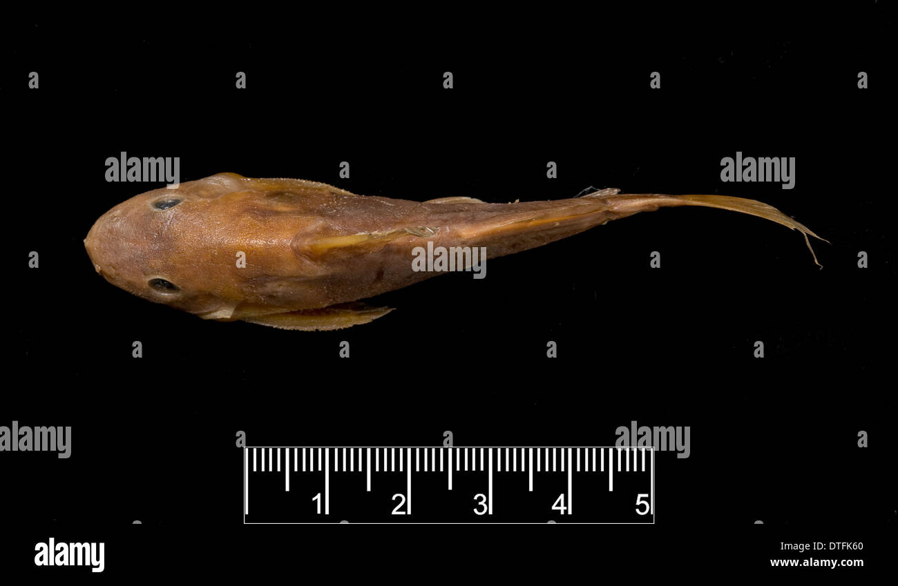 Synodontis Maculipinna, Wels Stockfoto