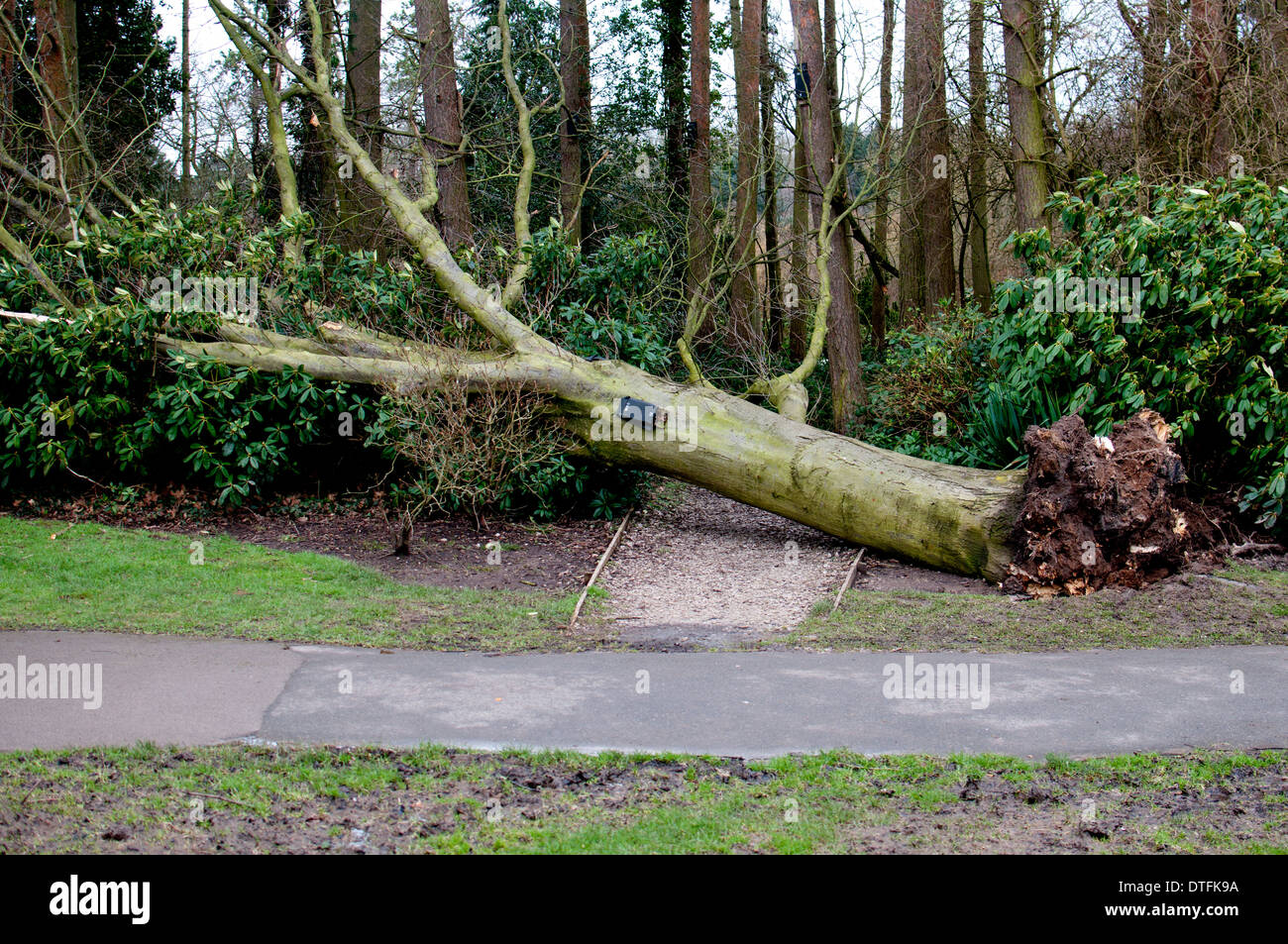 Umgestürzten Baum im Brueton Park, Solihull, Großbritannien Stockfoto