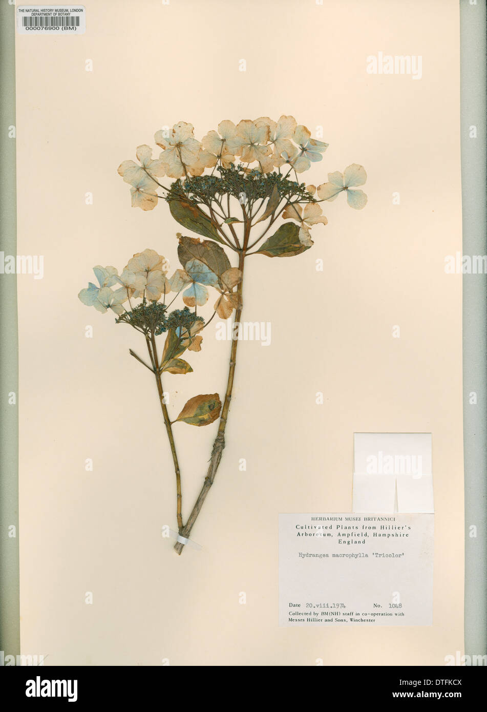 Hydrangea Macrophylla 'Tricolor', unten Hortensie. Stockfoto
