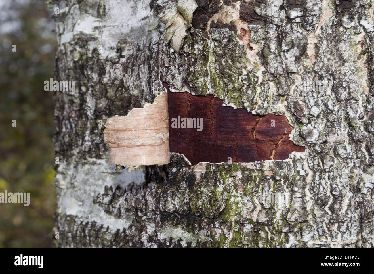 Birke Stamm Stockfoto