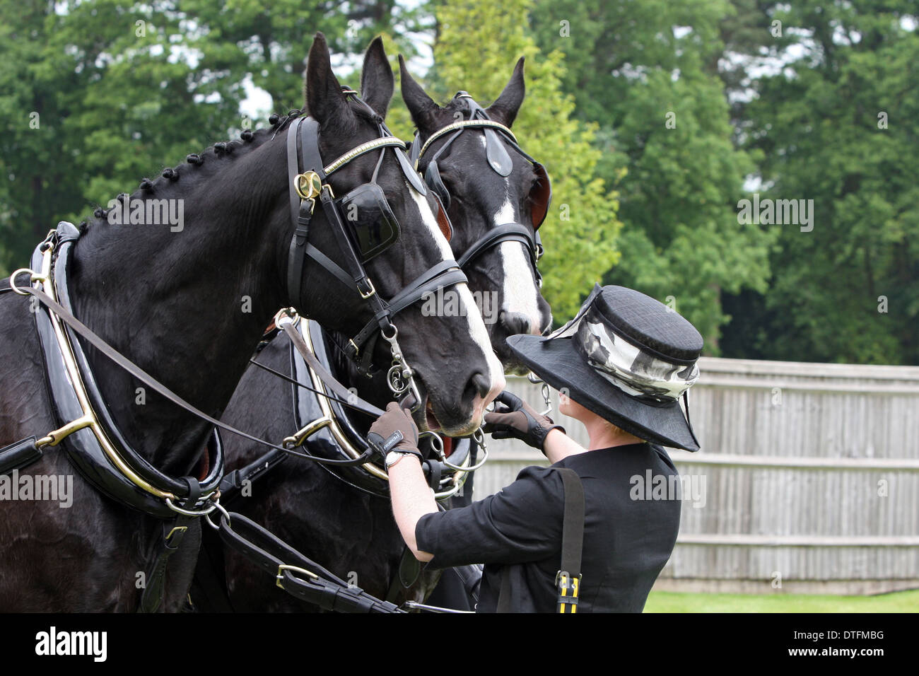 Ascot, Vereinigtes Königreich, hält sich zwei Kutsche Pferde elegant gekleidete Frau mit Hut Stockfoto