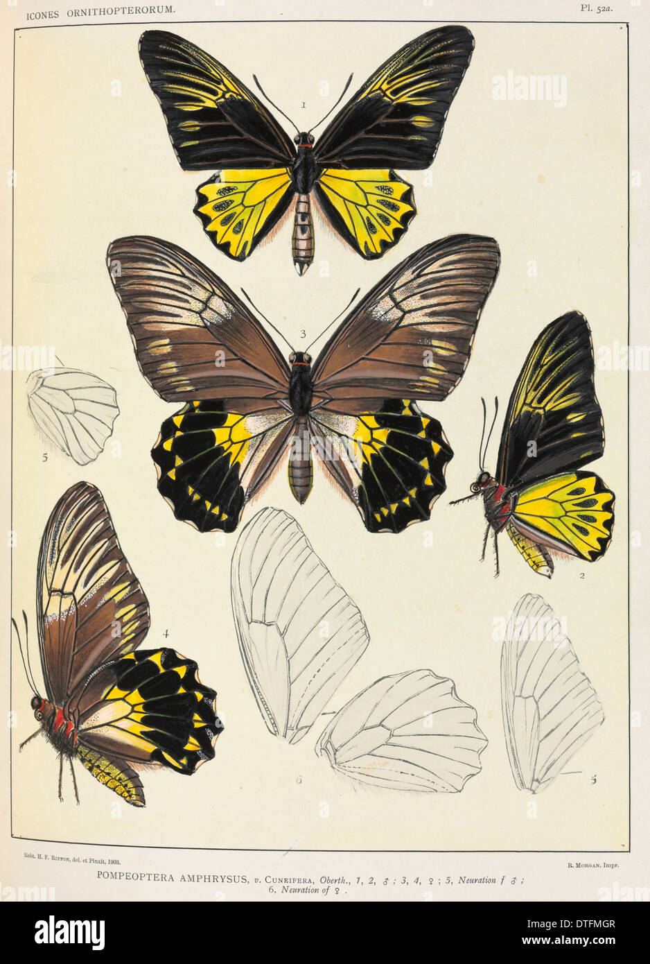 Faltumschlag Ornithopterorum von Robert Rippon, 1816-1917. Stockfoto