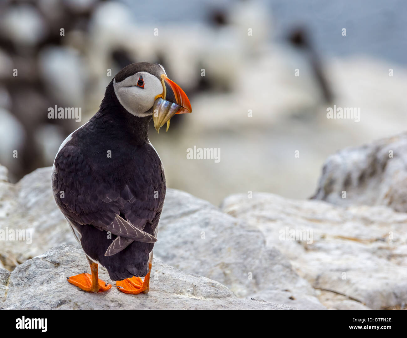 Papageitaucher: Fratercula Arctica Stockfoto