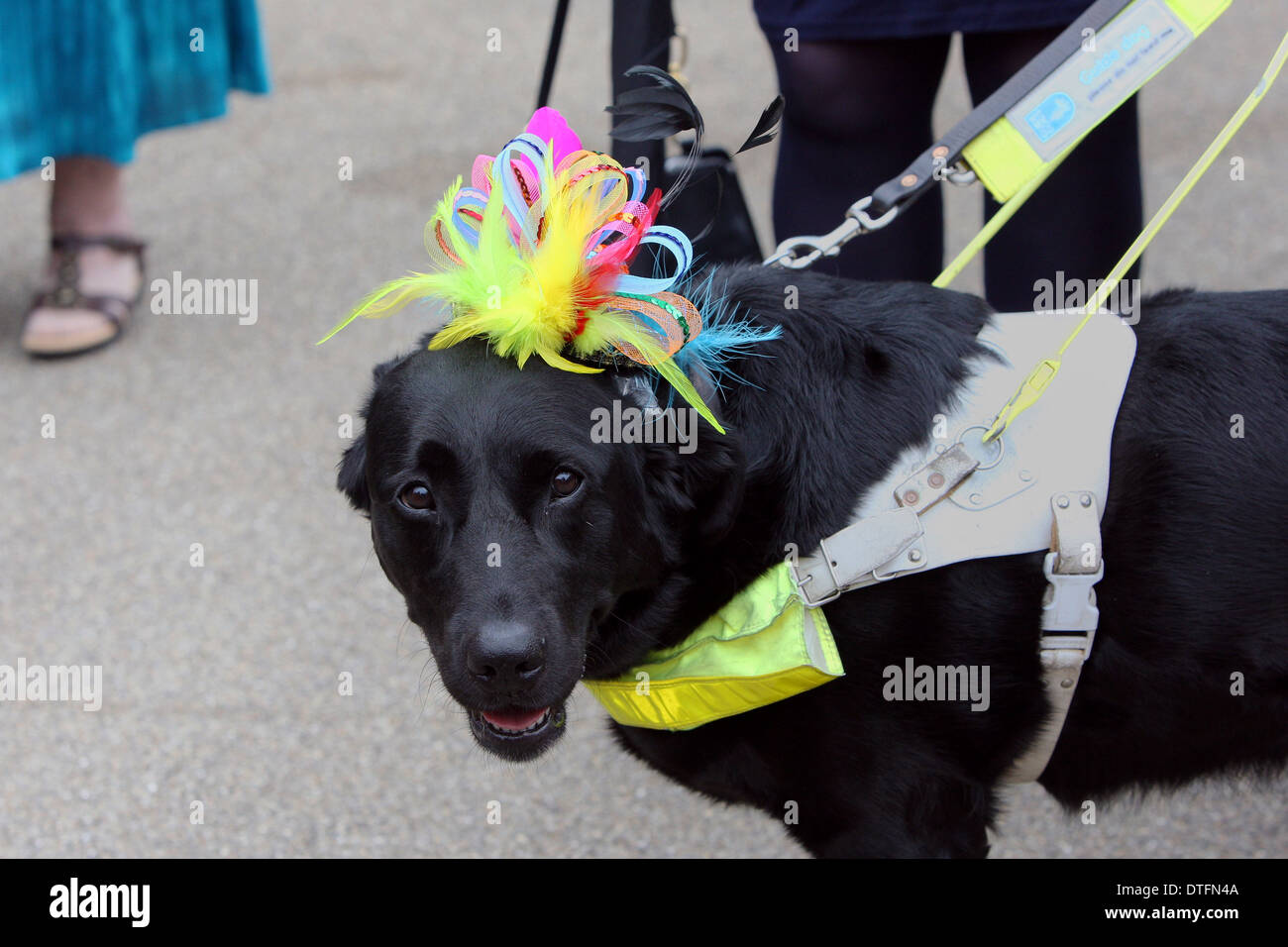 Ascot, Großbritannien, trägt Blindenfuehrhund einen Hut Stockfoto