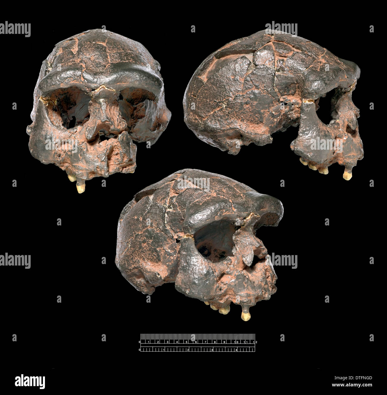 Homo Erectus Java-Mensch (Sangiran 17) Schädel gegossen Ansichten Stockfoto