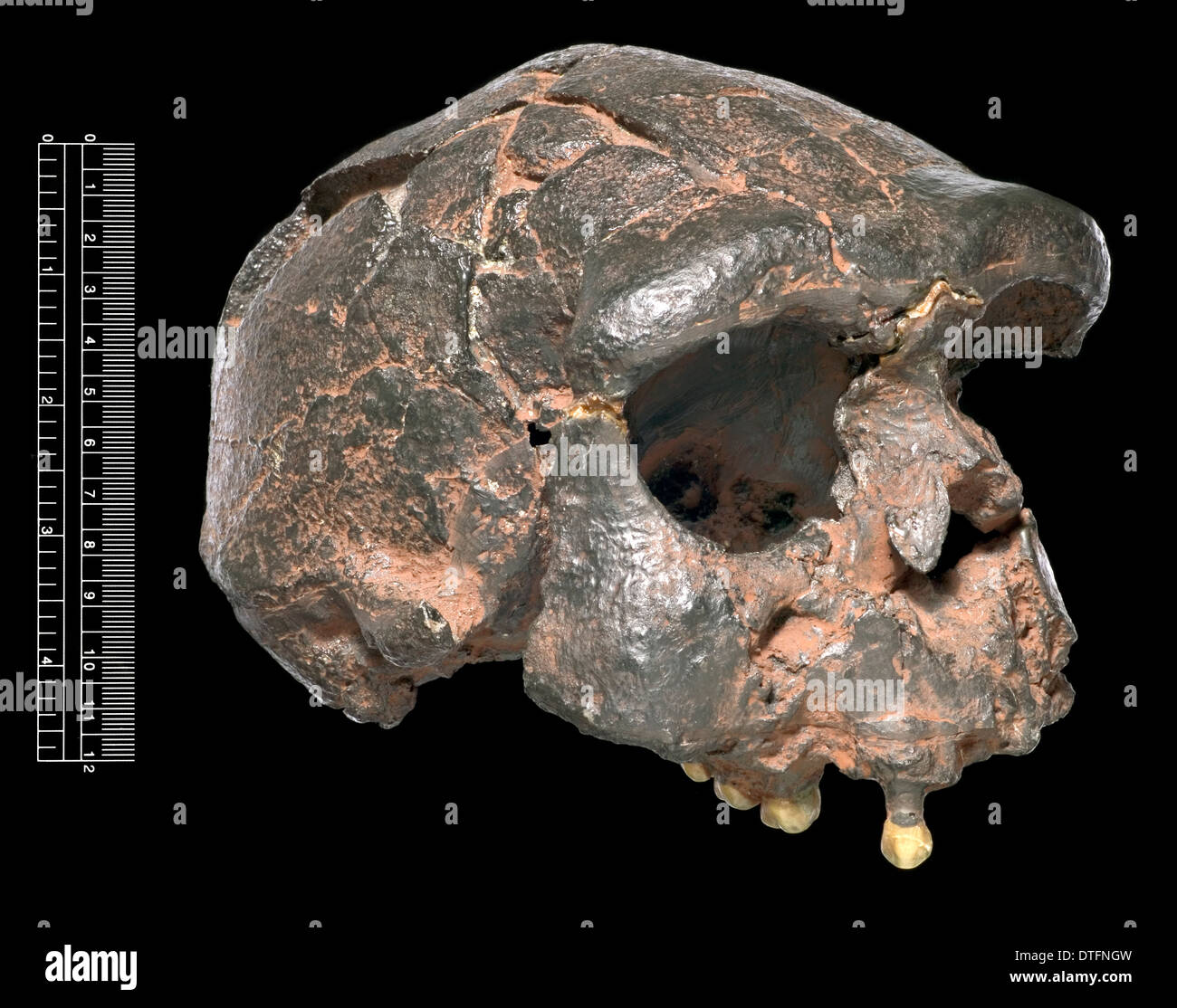 Homo Erectus, Java-Mensch (Sangiran 17) Schädel Besetzung Stockfoto