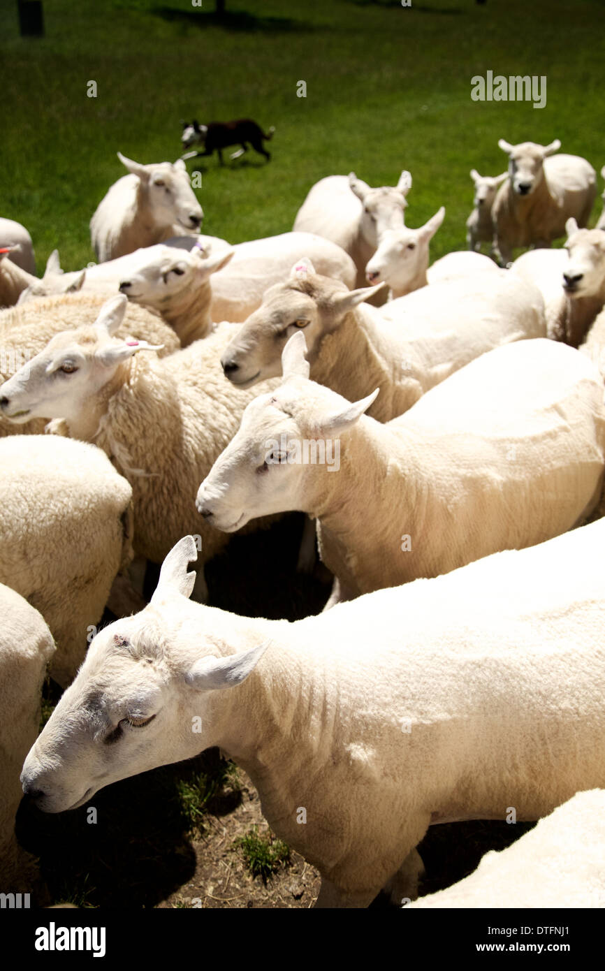Ein Hund auf einer Farm in Neuseeland Schafe hüten. Stockfoto