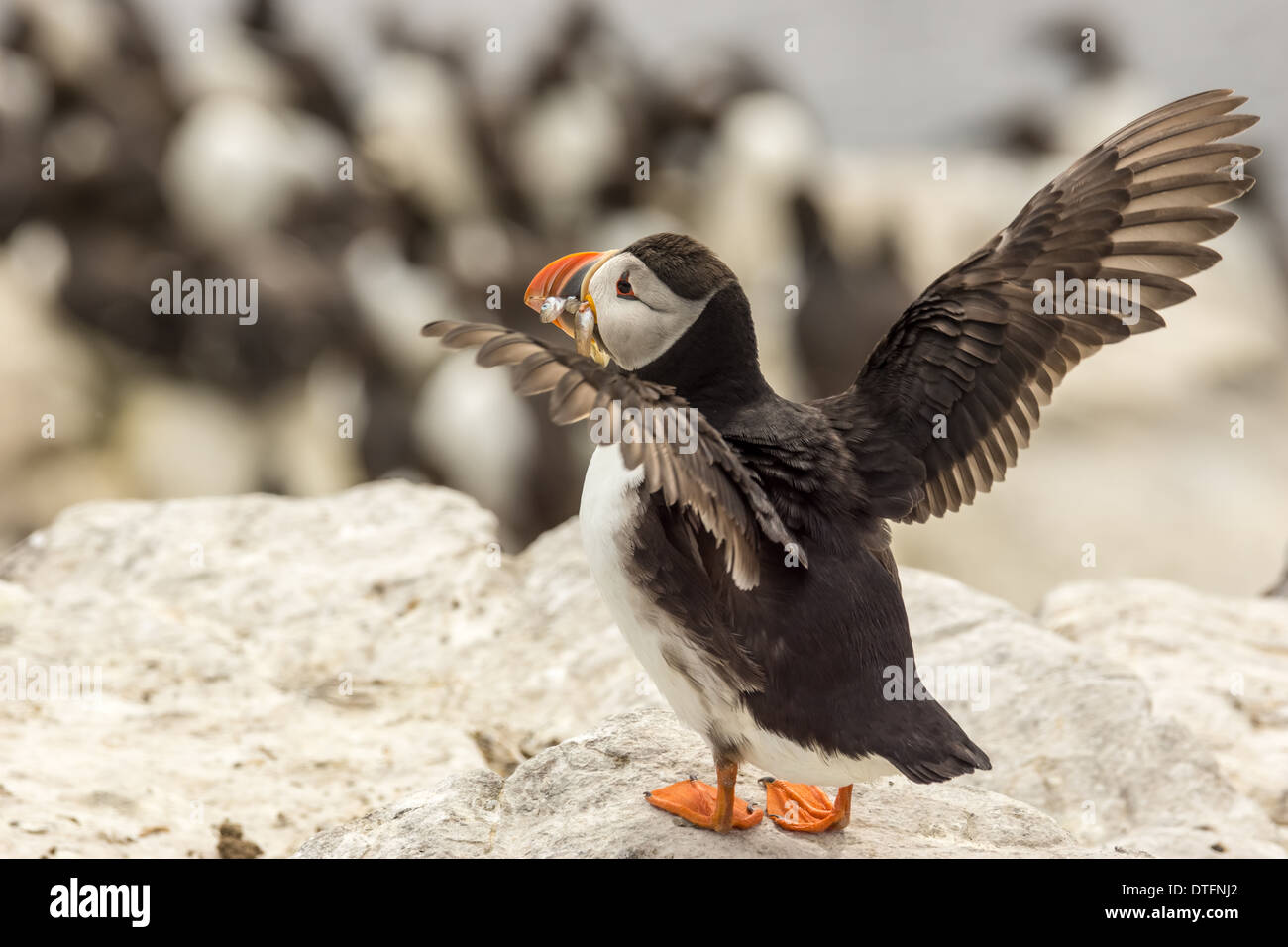 Papageitaucher: Fratercula Arctica Stockfoto