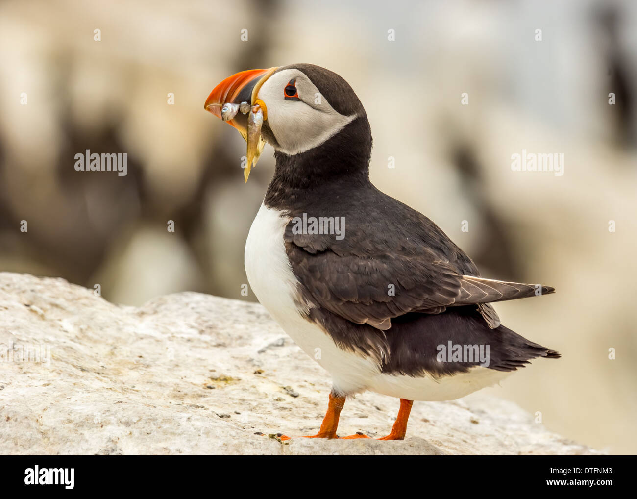 Papageitaucher: Fratercula Arctica Stockfoto