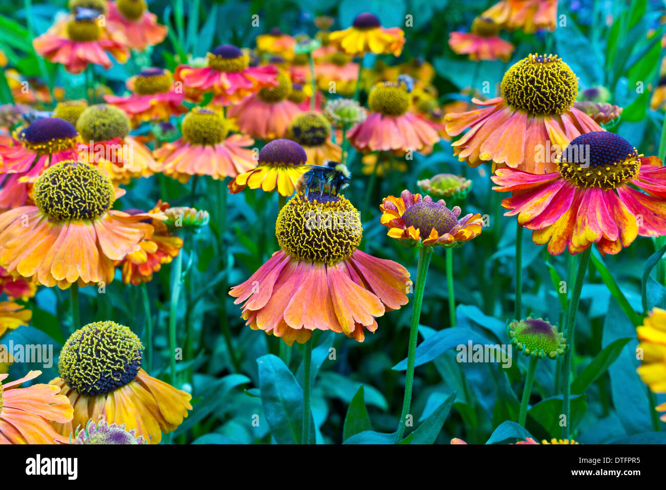 Orange-roter Sonnenhut in einem Garten in England. Stockfoto