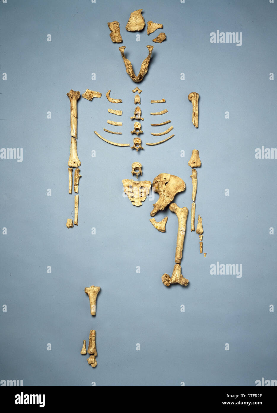 Lucy Australopithecus Afarensis