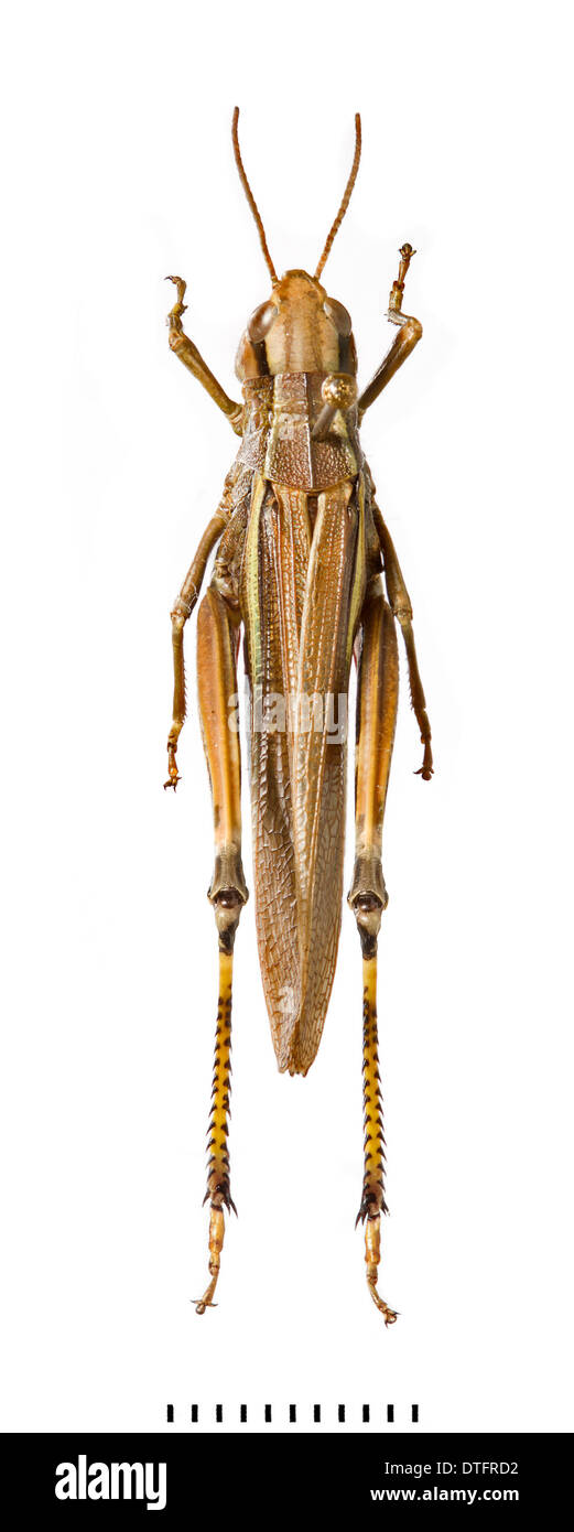 Stethophyma Grossum, große Marsh grasshopper Stockfoto