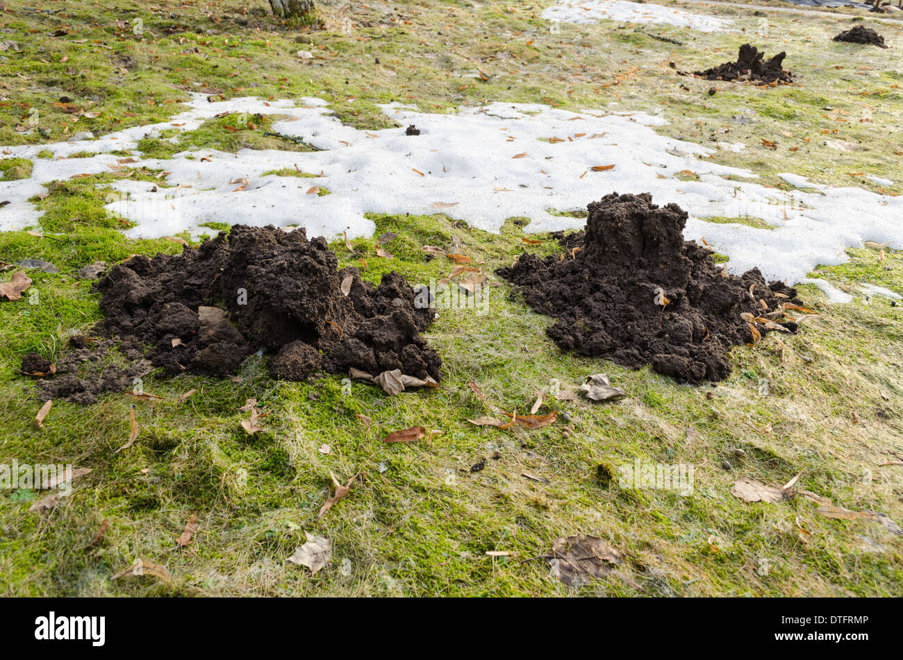 frisch gegraben Maulwurfshügel auf Boden im Frühjahr Stockfoto