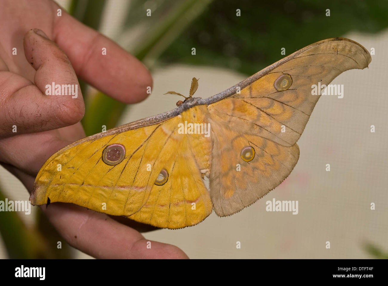 Gynandromorphe Antheraea Frithi, Silkmoth. Stockfoto