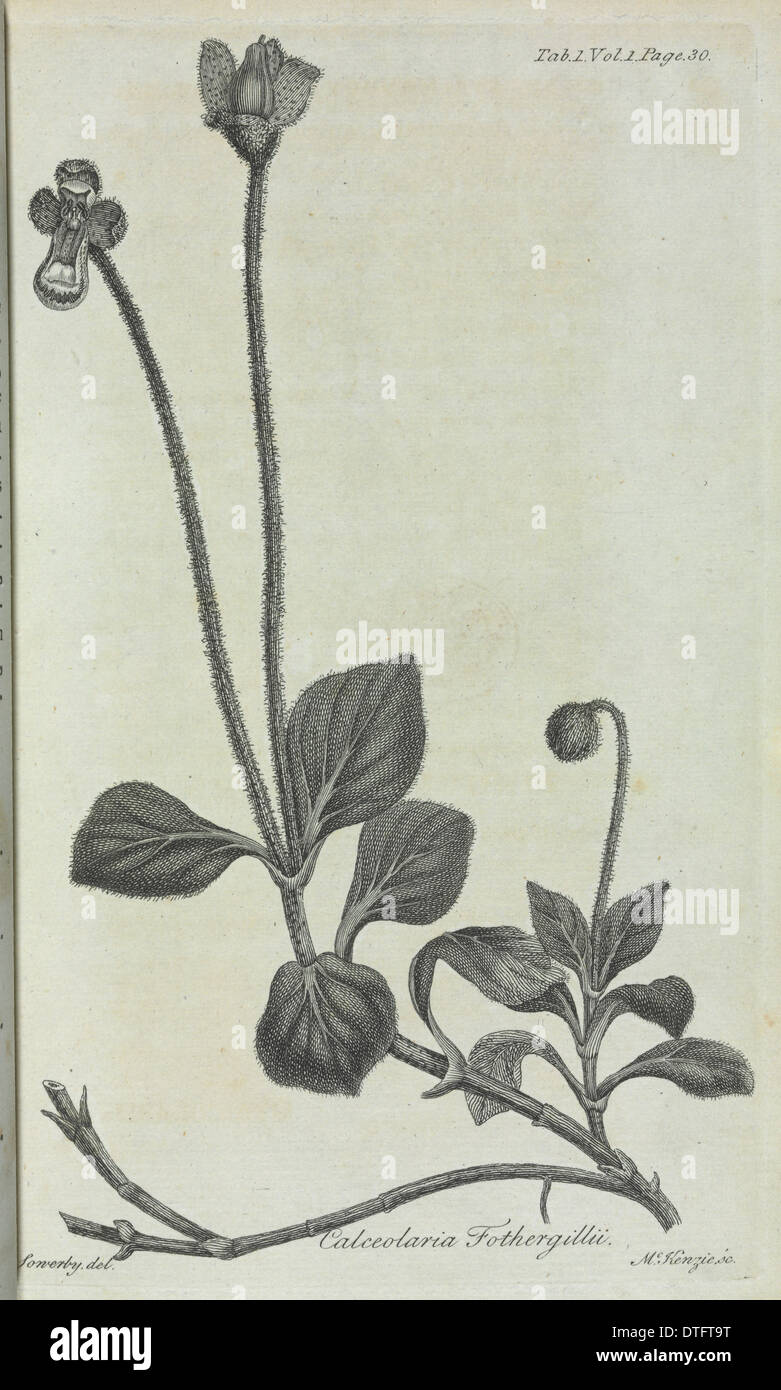 Calceolaria Fothergillii, William Aiton, 1789. Stockfoto