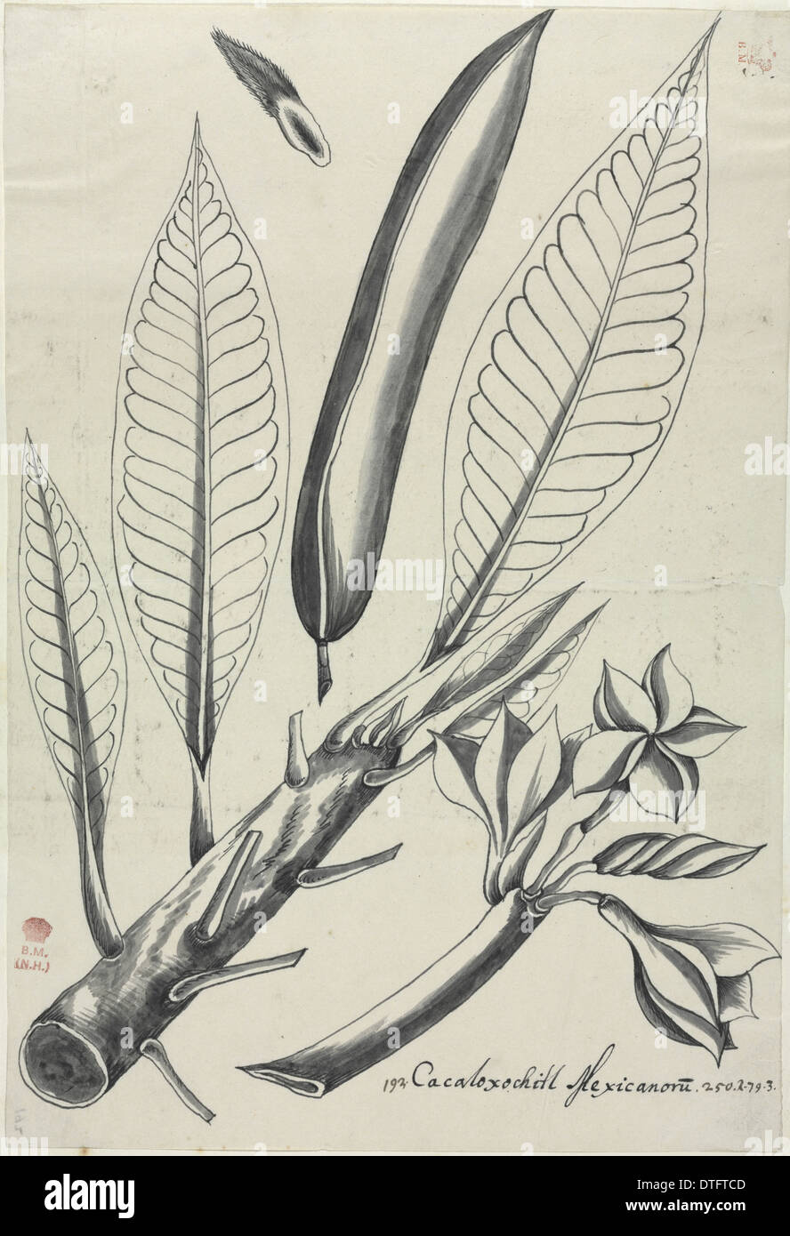 Abbildung von Descriptiones Fruticum et Arborum Luzonis Stockfoto