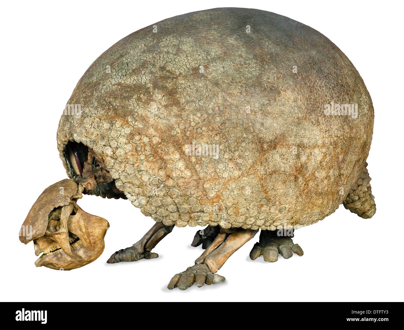 Glyptodont -Fotos und -Bildmaterial in hoher Auflösung – Alamy