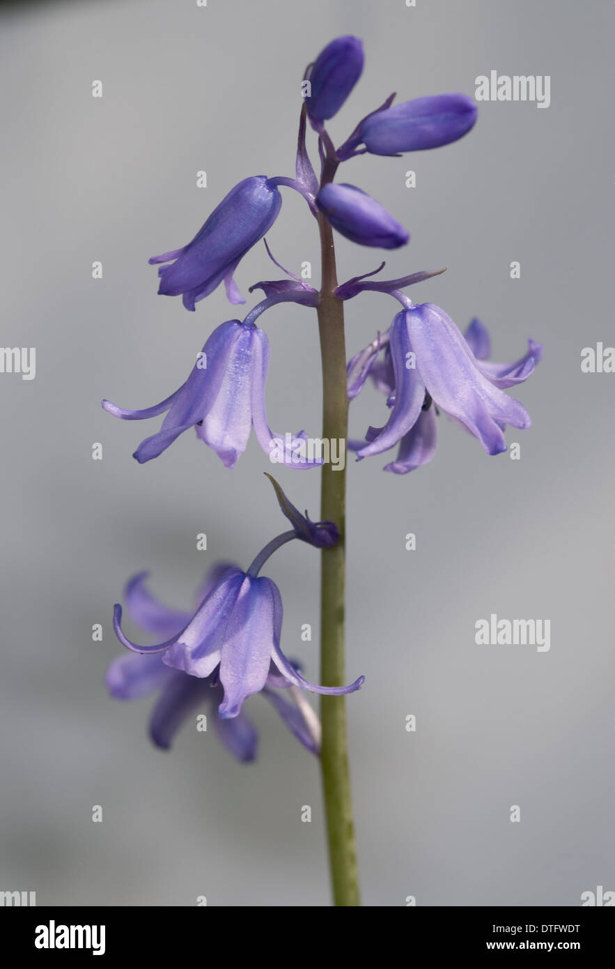 Bluebell Stockfoto