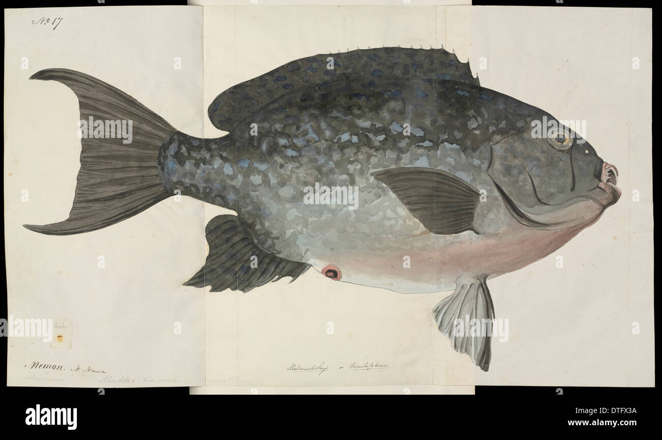 Fisch-Illustration von Robert Neill Stockfoto
