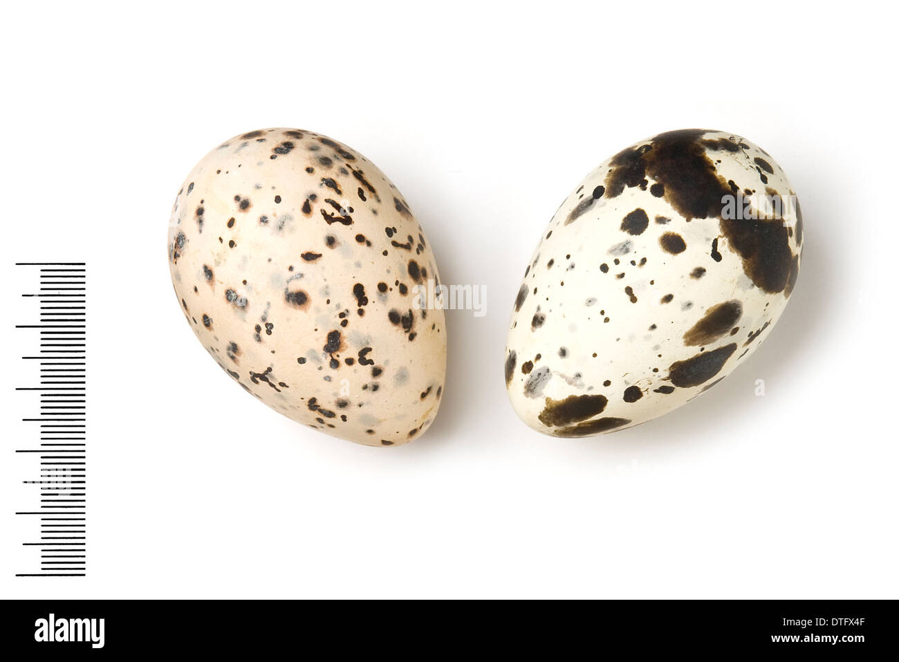 STERNA Maxima, königliche Seeschwalbe Eiern Stockfoto