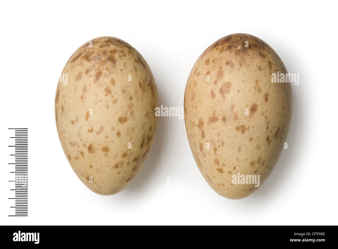 Grus Leucogeranus, sibirische weiße Kranich Eiern Stockfoto