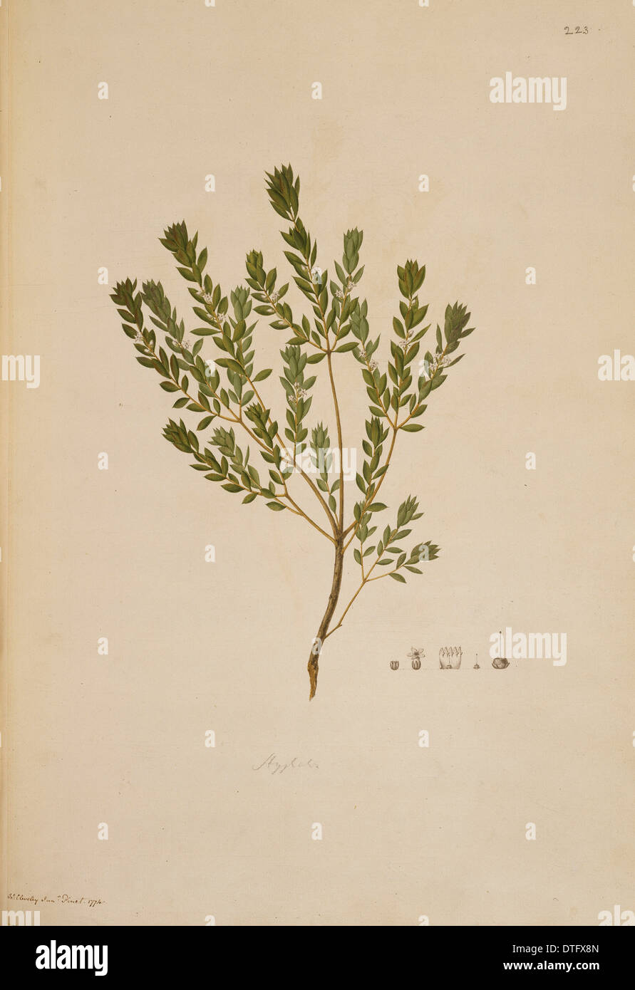 Leucopogon Ruscifolius, bärtigen Heide Stockfoto