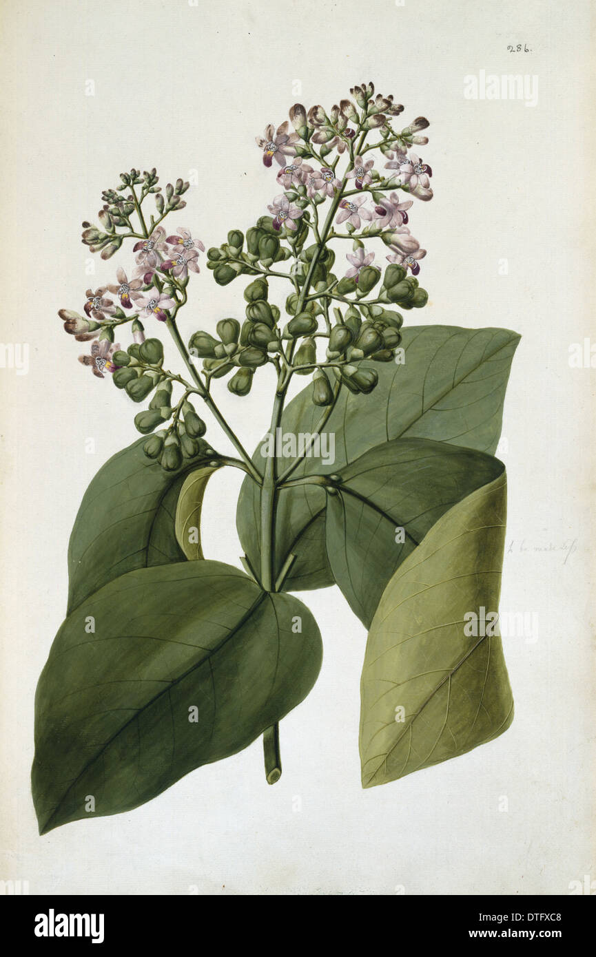 Gmelina macrophylla Stockfoto