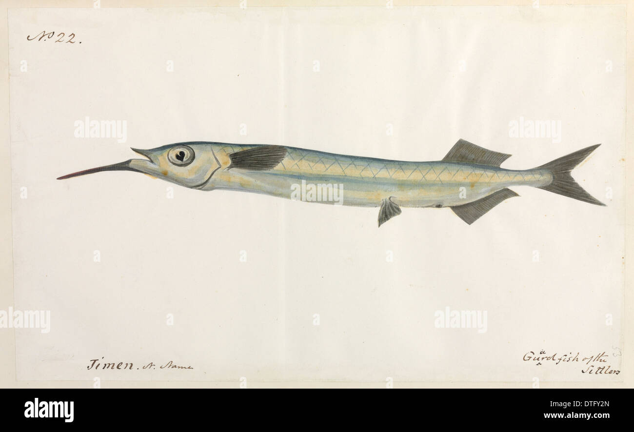 Guardfish Abbildung Stockfoto