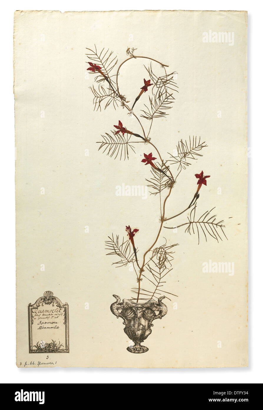 Ipomoea Quamoclit, Kardinal Schlingpflanze Stockfoto