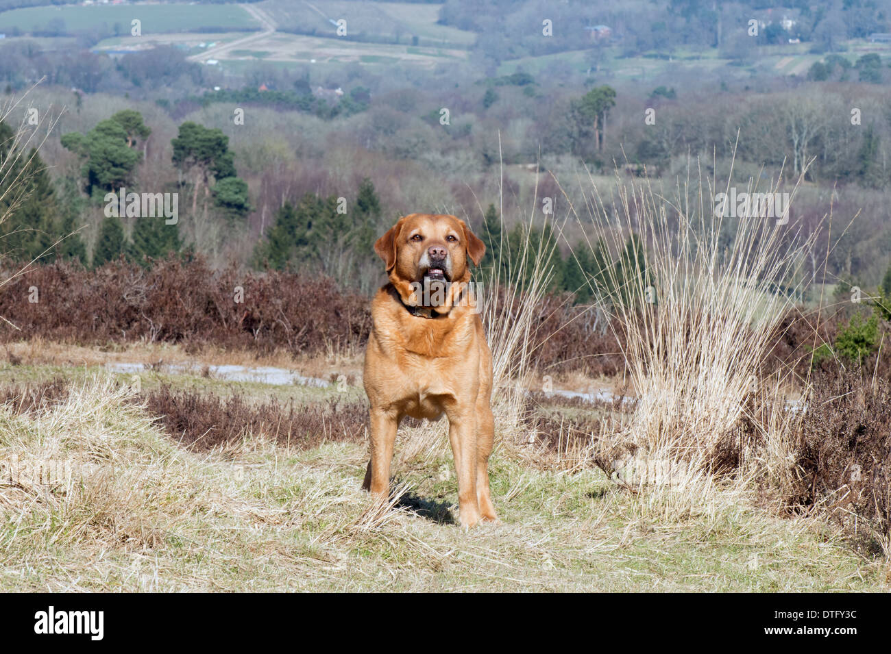 Ein Golden Labrador auf der Ashdown Forest, East Sussex, England, Uk Stockfoto