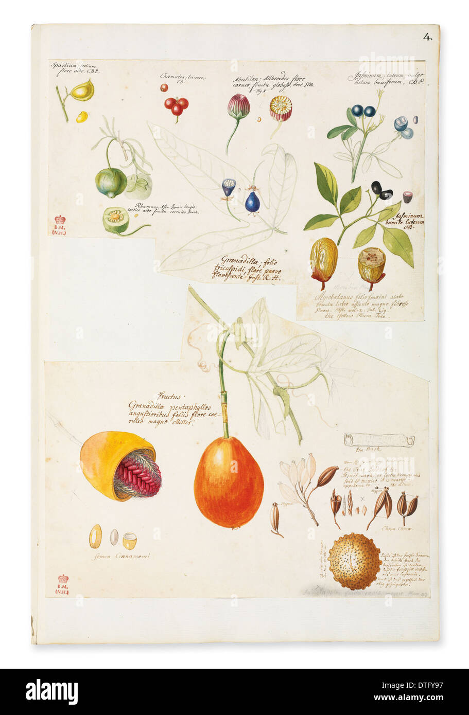Illustration der seltene Früchte und Samen Stockfoto