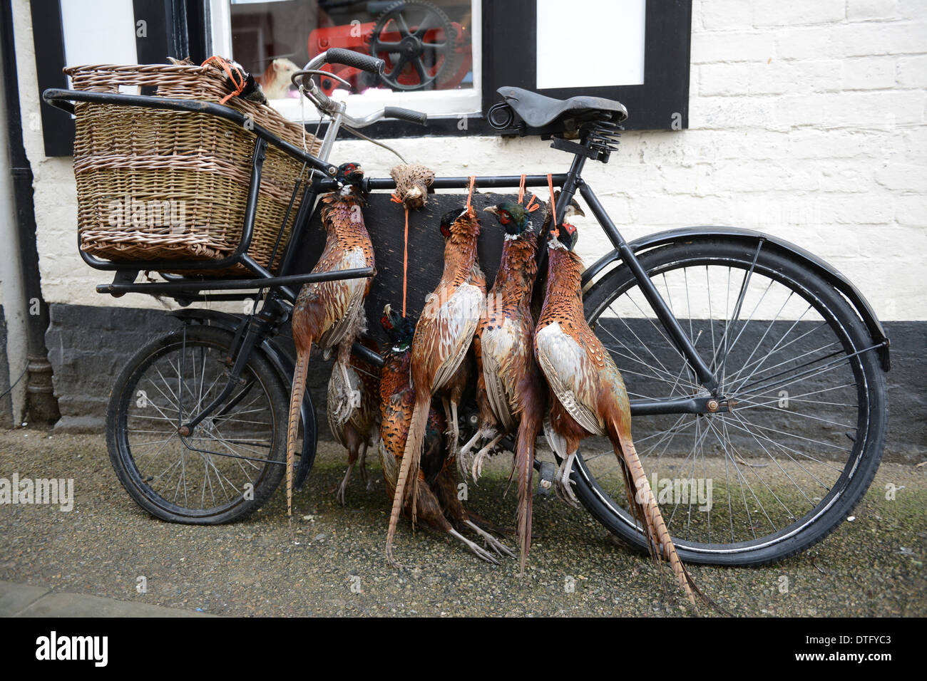 Toten Fasan Federwild auf altes Fahrrad vor Metzger laden in Ludlow England Uk Stockfoto