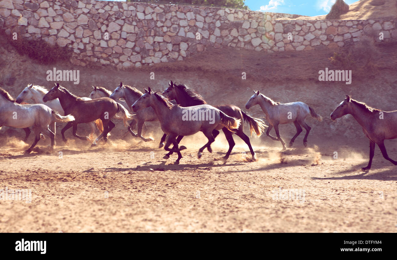 eine Herde von Andalusien Pferde galoppieren entlang einer Steinmauer Stockfoto