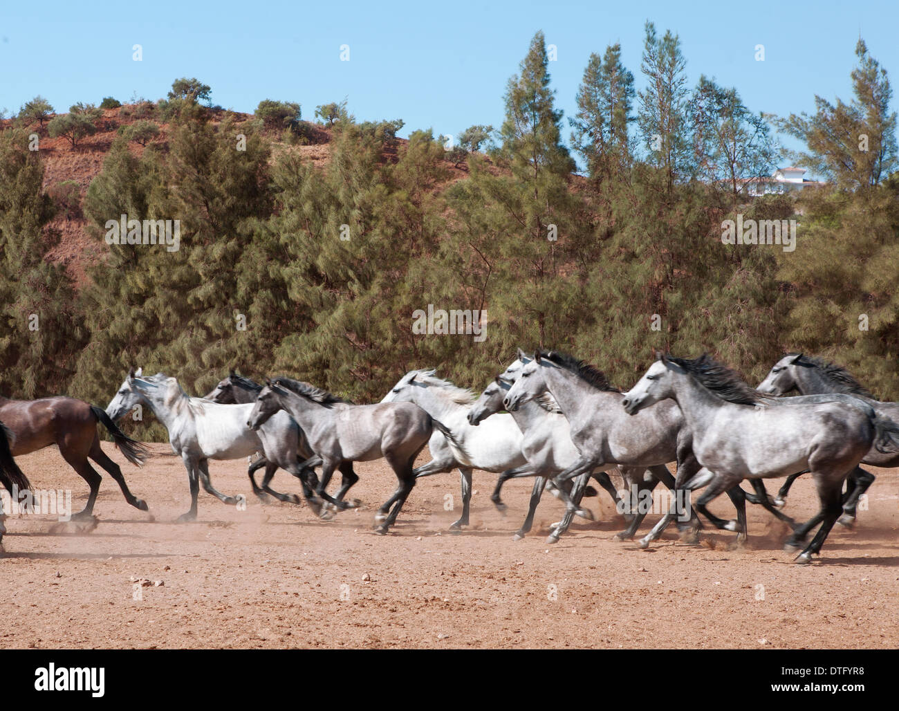 eine Herde von Andalusien Pferde galoppieren in Südspanien Stockfoto