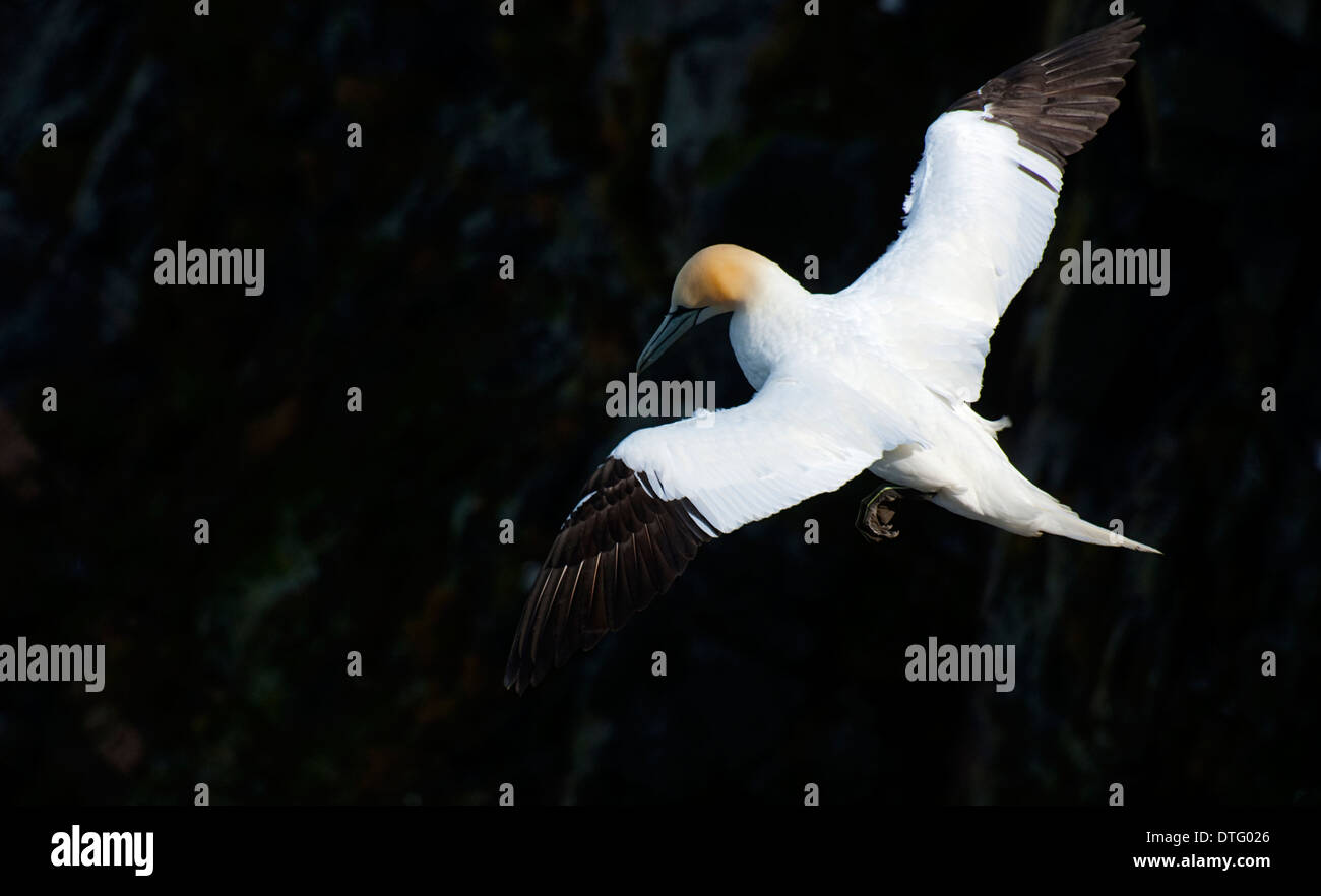 Ein Northern Gannet Morus Bassanus im Flug über Hermaness Unst Shetland Vereinigtes Königreich Stockfoto