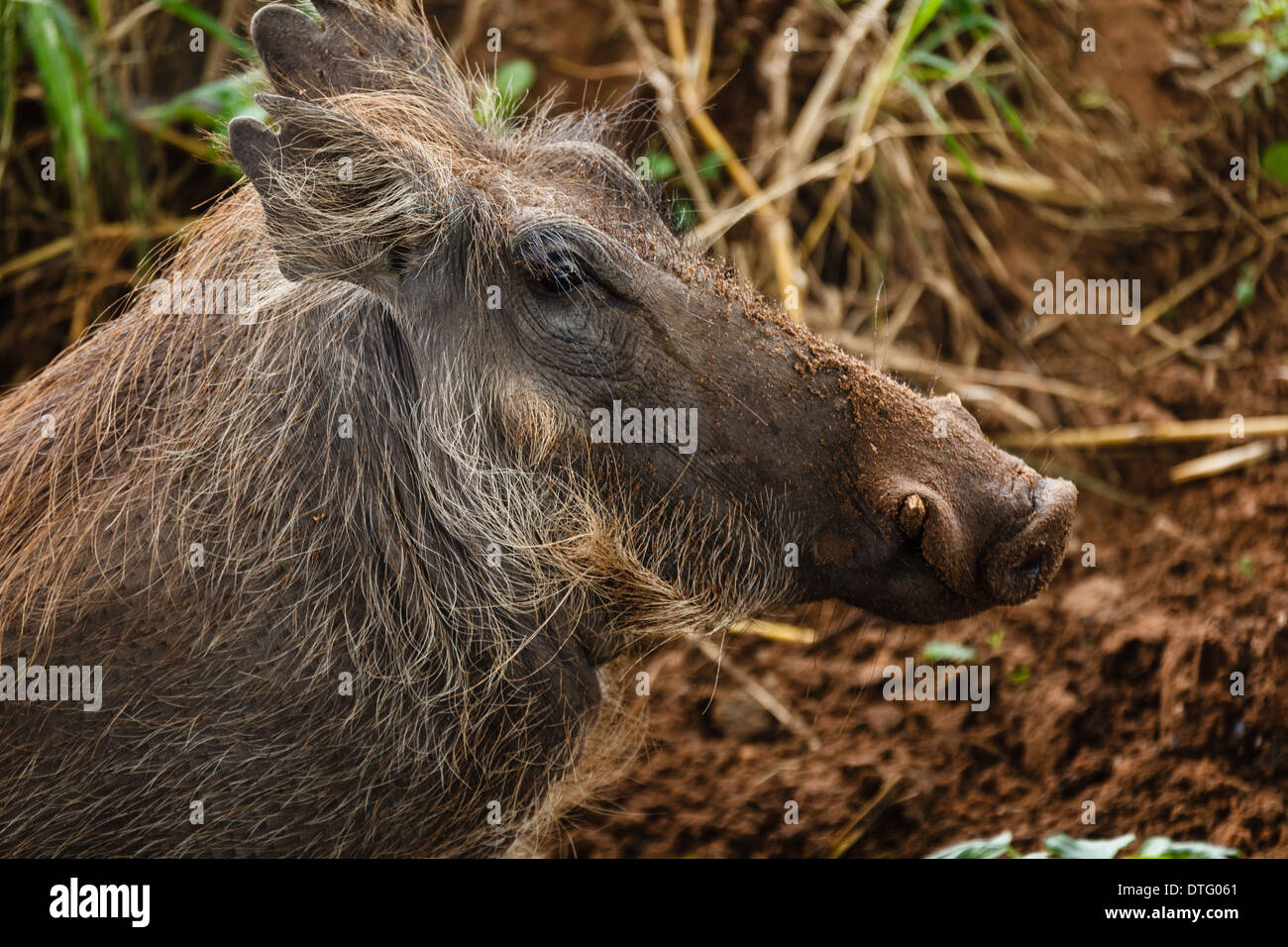 Der Leiter des wilden Warzenschwein in der Savanne in Botswana Afrika hautnah Stockfoto